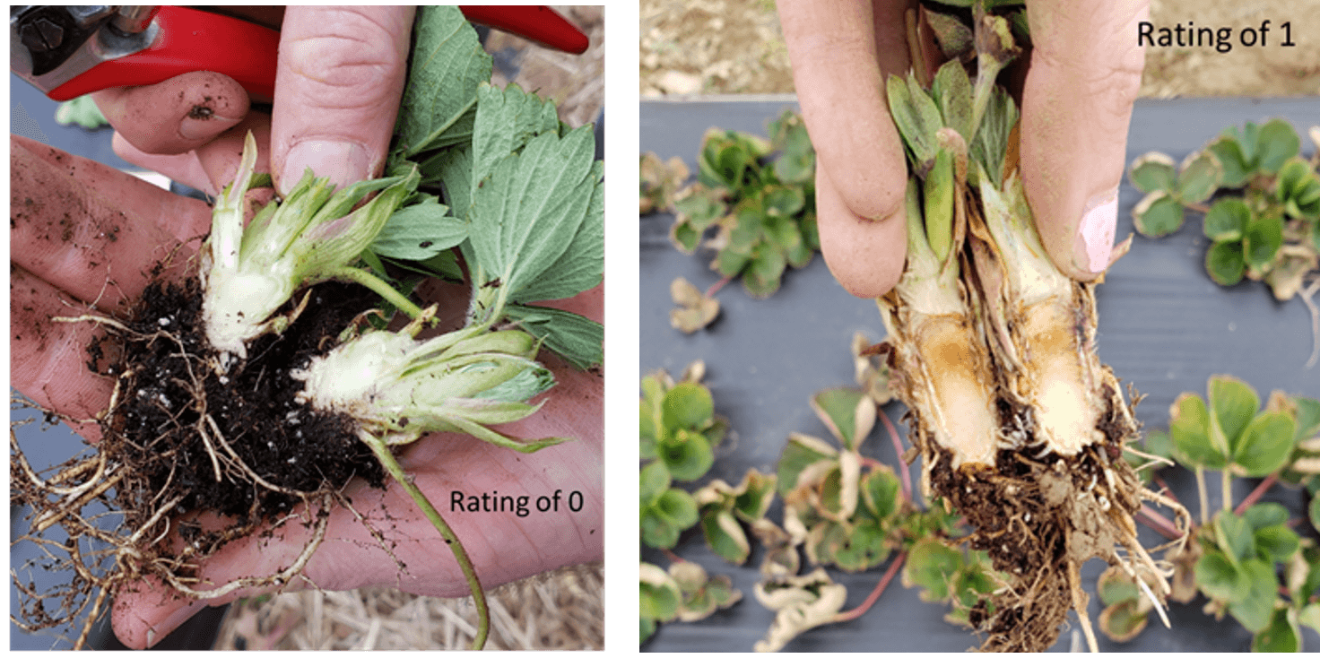 Impact of Fall Cold Injury to Strawberry Crowns on Spring Yield